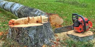 Best Tree Cabling and Bracing  in Lackawanna, NY