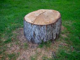 Best Arborist Consultation Services  in Lackawanna, NY