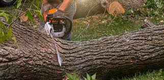 Best Emergency Tree Removal  in Lackawanna, NY