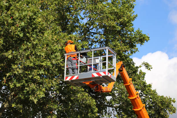 Best Tree Mulching  in Lackawanna, NY