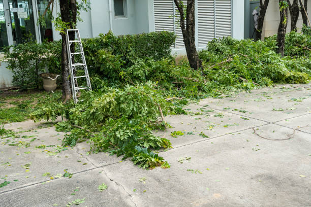 Best Tree Removal  in Lackawanna, NY
