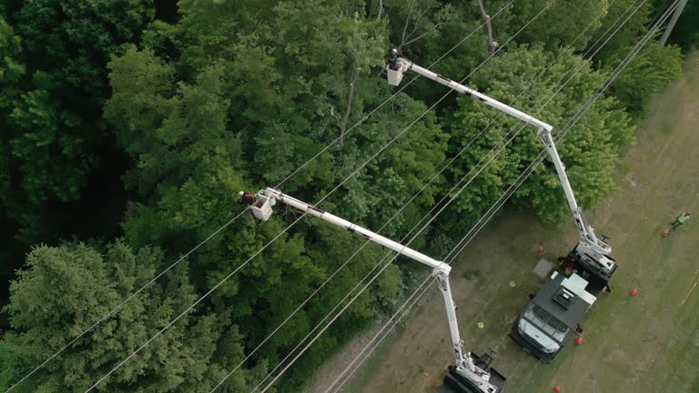 Best Palm Tree Trimming  in Lackawanna, NY