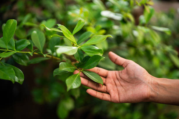 Best Tree Risk Assessment  in Lackawanna, NY