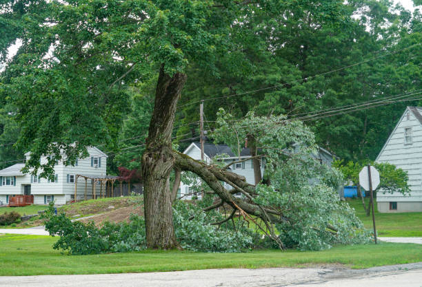 Best Leaf Removal  in Lackawanna, NY