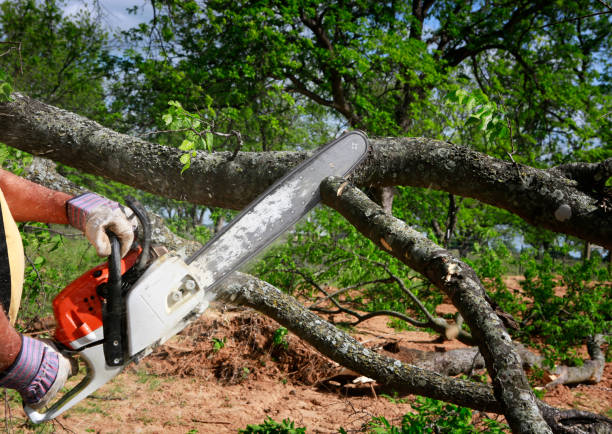 Best Hazardous Tree Removal  in Lackawanna, NY