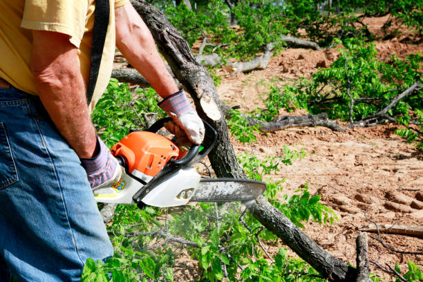 Best Utility Line Clearance  in Lackawanna, NY